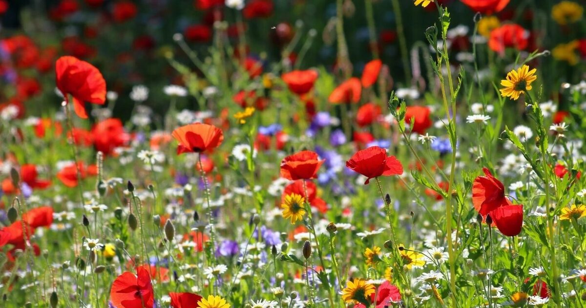 Wildflower Walk at Dawn