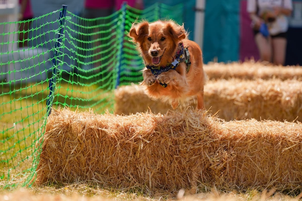 Burghley House | DogFest